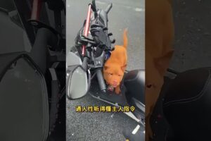 The love for these cute puppies grows day by day #dog #pet #cutedog #puppy #puppylove #cuteanimal