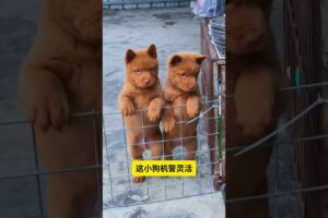 The love for these cute puppies grows day by day #dog #pet #cutedog #puppy #puppylove #cuteanimal