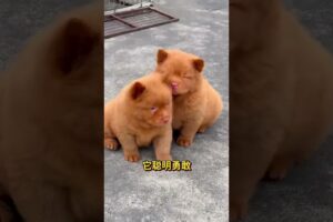 The love for these cute puppies grows day by day #dog #pet #cutedog #puppy #puppylove #cuteanimal