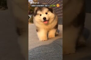Lovely Cute Puppies😍 Cute Dog,  Cutest Puppy 🥰