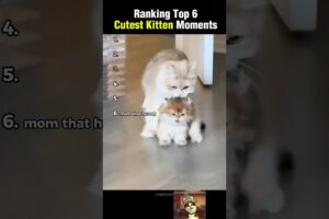 Ranking Top 6 Cutest Kitten Moments!