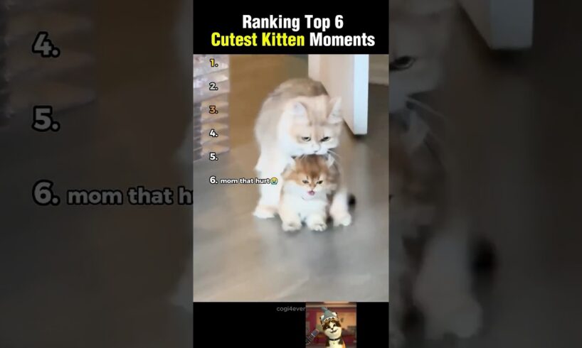 Ranking Top 6 Cutest Kitten Moments!