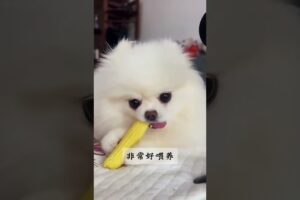 The love for these cute puppies grows day by day #dog #pet #cutedog #puppy #puppylove #cuteanimal