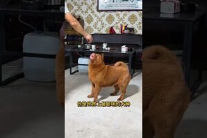 The love for these cute puppies grows day by day #dog #pet #cutedog #puppy #puppylove #cuteanimal