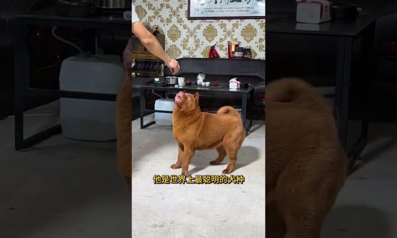 The love for these cute puppies grows day by day #dog #pet #cutedog #puppy #puppylove #cuteanimal