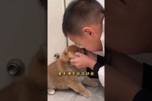 The love for these cute puppies grows day by day #dog #pet #cutedog #puppy #puppylove #cuteanimal