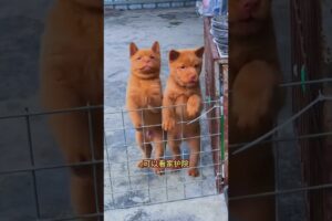 The love for these cute puppies grows day by day #dog #pet #cutedog #puppy #puppylove #cuteanimal