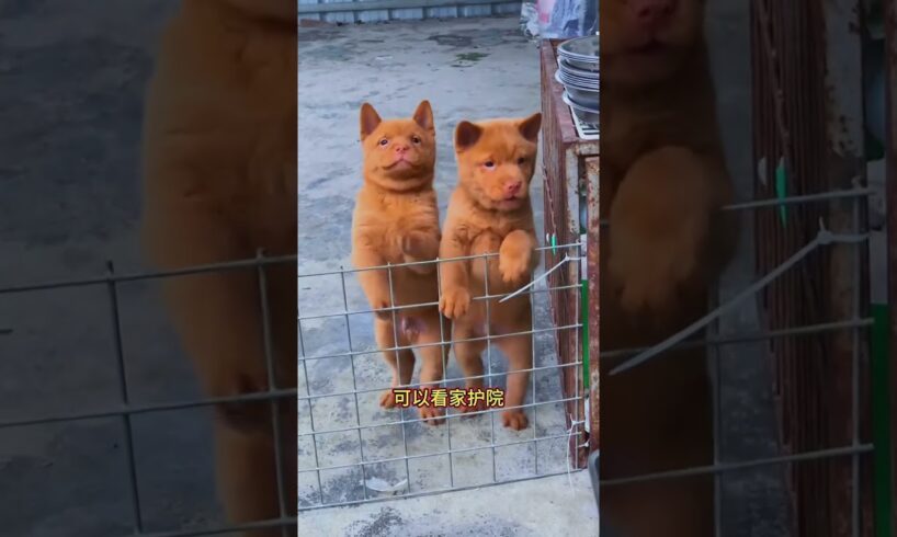 The love for these cute puppies grows day by day #dog #pet #cutedog #puppy #puppylove #cuteanimal