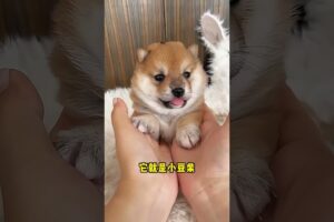 The love for these cute puppies grows day by day #dog #pet #cutedog #puppy #puppylove #cuteanimal