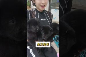 The love for these cute puppies grows day by day #dog #pet #cutedog #puppy #puppylove #cuteanimal