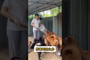 The love for these cute puppies grows day by day #dog #pet #cutedog #puppy #puppylove #cuteanimal