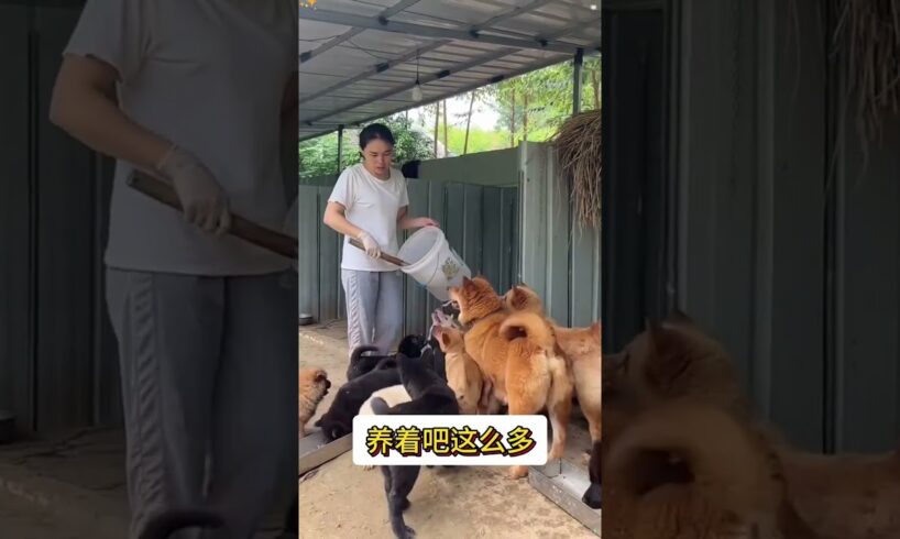 The love for these cute puppies grows day by day #dog #pet #cutedog #puppy #puppylove #cuteanimal