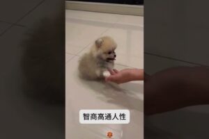 The love for these cute puppies grows day by day #dog #pet #cutedog #puppy #puppylove #cuteanimal