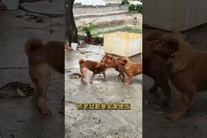 The love for these cute puppies grows day by day #dog #pet #cutedog #puppy #puppylove #cuteanimal