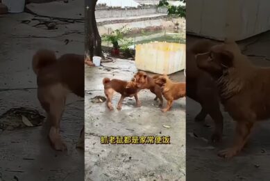 The love for these cute puppies grows day by day #dog #pet #cutedog #puppy #puppylove #cuteanimal