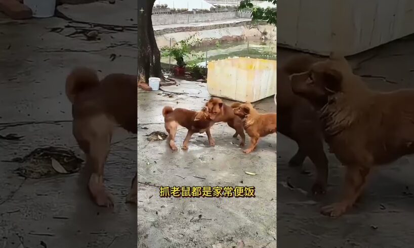 The love for these cute puppies grows day by day #dog #pet #cutedog #puppy #puppylove #cuteanimal