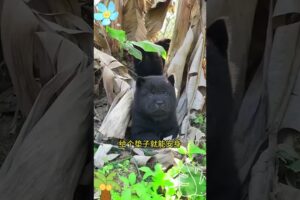 The love for these cute puppies grows day by day #dog #pet #cutedog #puppy #puppylove #cuteanimal