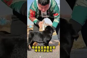 The love for these cute puppies grows day by day #dog #pet #cutedog #puppy #puppylove #cuteanimal