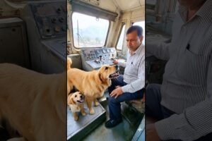 Golden Retriever Mom and Puppy Save a Train #dog #goldenretriever #rescue #animals