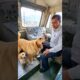 Golden Retriever Mom and Puppy Save a Train #dog #goldenretriever #rescue #animals