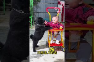 The love for these cute puppies grows day by day #dog #pet #cutedog #puppy #puppylove #cuteanimal