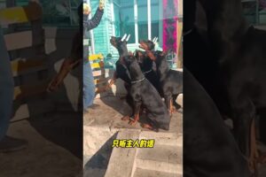 The love for these cute puppies grows day by day #dog #pet #cutedog #puppy #puppylove #cuteanimal