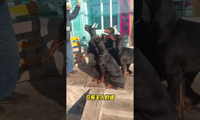 The love for these cute puppies grows day by day #dog #pet #cutedog #puppy #puppylove #cuteanimal