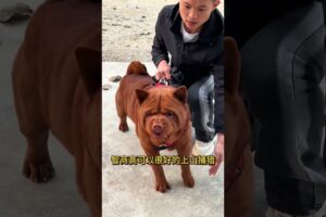 The love for these cute puppies grows day by day #dog #pet #cutedog #puppy #puppylove #cuteanimal