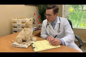 When Cute Puppies Suddenly Realize They're at the Vet  Funny – Dog Videos 2026 😂