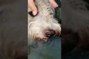 Cute Dog Collection, The World’s Cutest Puppies #dog #puppies #puppy #video #cute #cutest