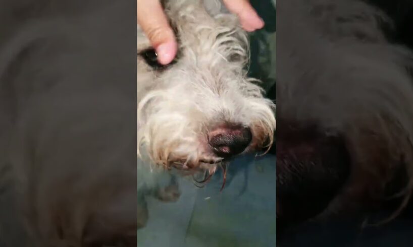 Cute Dog Collection, The World’s Cutest Puppies #dog #puppies #puppy #video #cute #cutest