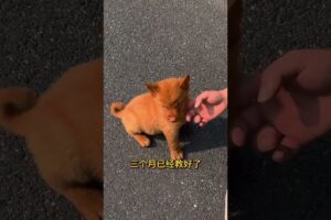 The love for these cute puppies grows day by day #dog #pet #cutedog #puppy #puppylove #cuteanimal