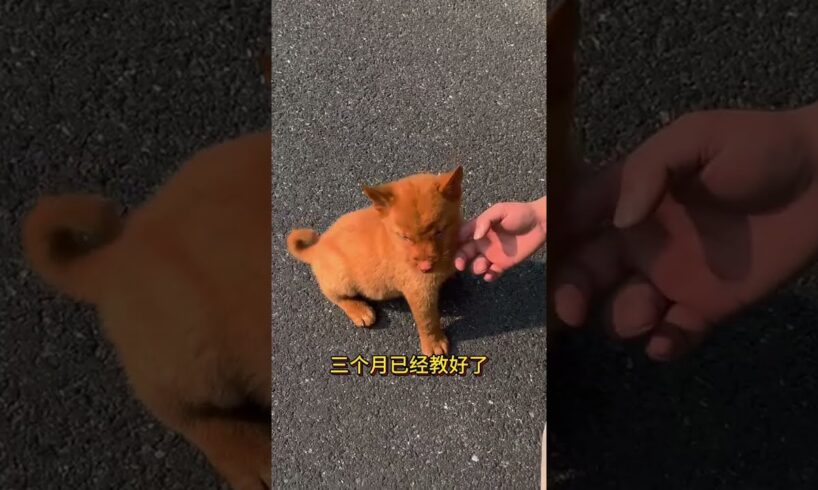 The love for these cute puppies grows day by day #dog #pet #cutedog #puppy #puppylove #cuteanimal