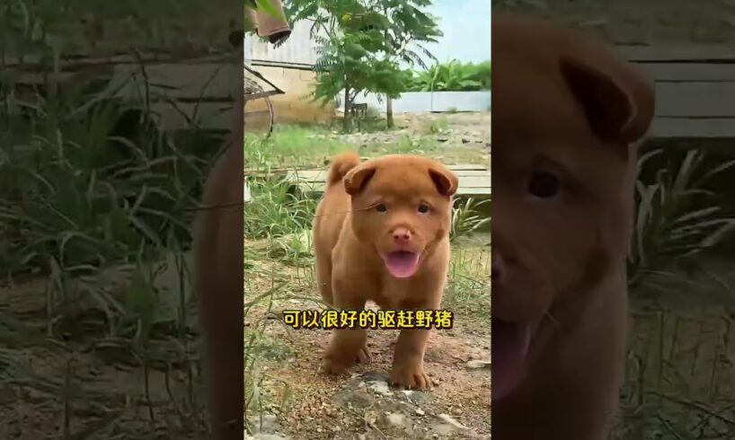 The love for these cute puppies grows day by day #dog #pet #cutedog #puppy #puppylove #cuteanimal