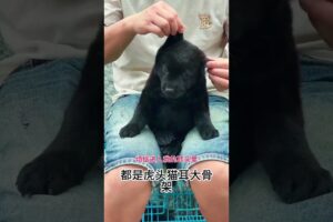 The love for these cute puppies grows day by day #dog #pet #cutedog #puppy #puppylove #cuteanimal