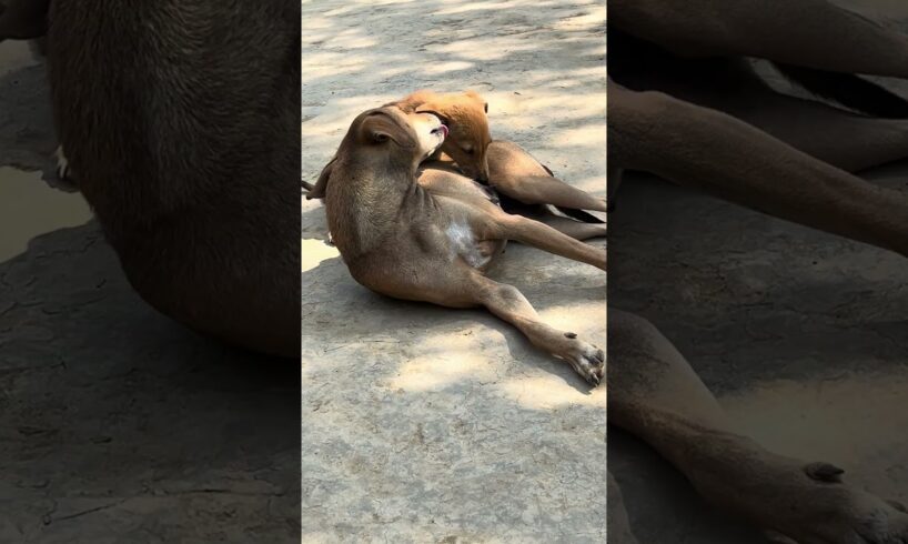 cute puppies playing #puppies #puppy #dog #dogs #dogshorts #cute #cutepuppy #shorts #ytshorts #gaon