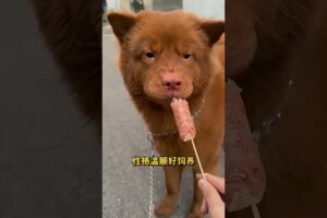 The love for these cute puppies grows day by day #dog #pet #cutedog #puppy #puppylove #cuteanimal