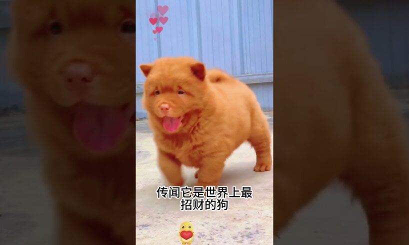 The love for these cute puppies grows day by day #dog #pet #cutedog #puppy #puppylove #cuteanimal