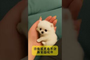 The love for these cute puppies grows day by day #dog #pet #cutedog #puppy #puppylove #cuteanimal