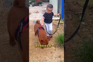 The love for these cute puppies grows day by day #dog #pet #cutedog #puppy #puppylove #cuteanimal