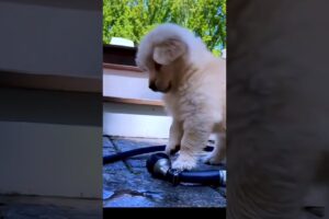 Cute Puppies #viral #shorts 🐶