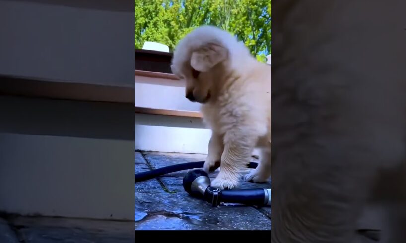 Cute Puppies #viral #shorts 🐶