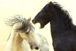 2 Hours of the Greatest Fights in the Animal Kingdom | BBC Earth