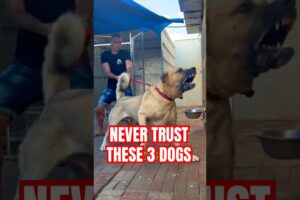 3 Dog Breeds You Should NEVER Fully Trust