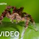 3 Hours of Incredible 4K Nature Footage | BBC Earth