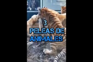 3 Peleas Épicas de Animales