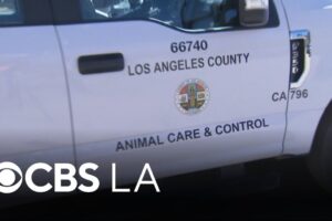 300 animals rescued from "filthy" conditions at Los Angeles-area property