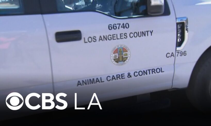 300 animals rescued from "filthy" conditions at Los Angeles-area property
