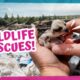 40 Minutes Of The Most Amazing Wildlife Rescues! | Earth Rangers