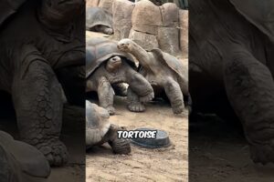 5 Animals That Brutally Fight Their Own Kind #Animals #AnimalFacts